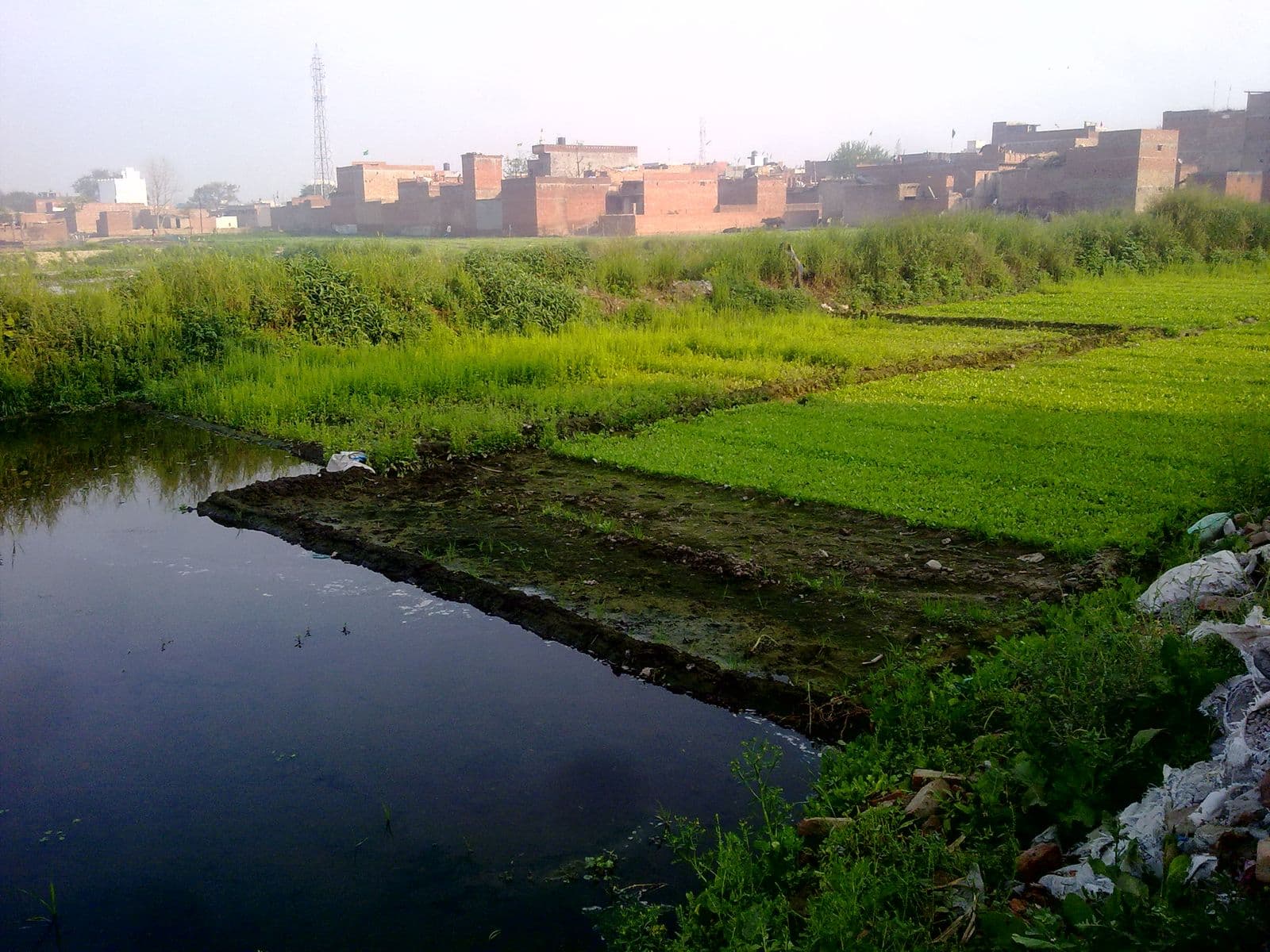 Green fields near the Gadu campus